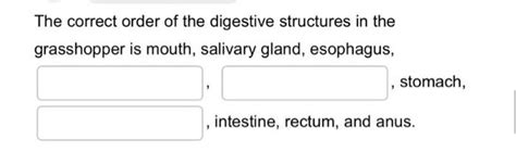 Solved The Correct Order Of The Digestive Structures In The