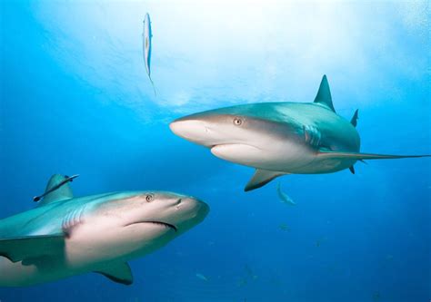 ¿es Posible Un Ataque De Tiburón En Las Playas Españolas Como Ha Ocurrido En El Mar Rojo