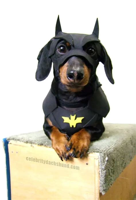 Cutest Dog Costumes | Best Large Breed Puppy Food Guide