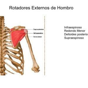 Ejercicios Para Fortalecer El Manguito Rotador De Hombro