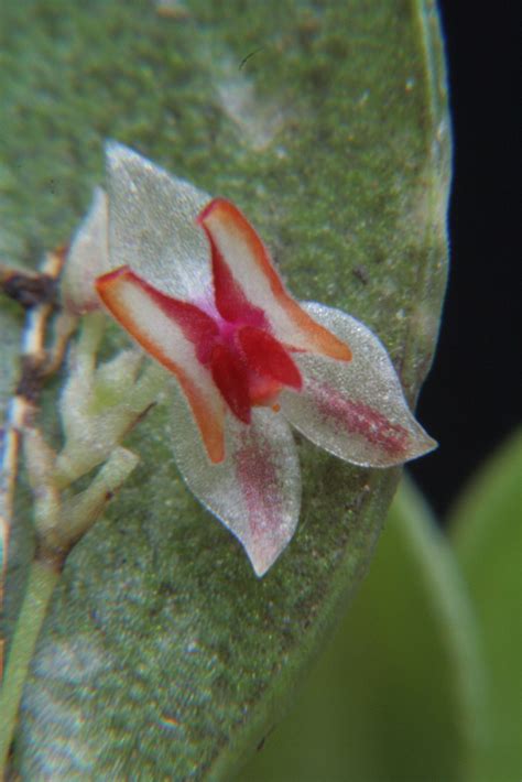 Lepanthes Wiel Driessen Flickr