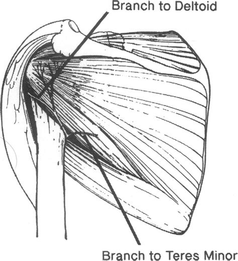 Schematic Diagram Illustrating The Course And Innervation Of The