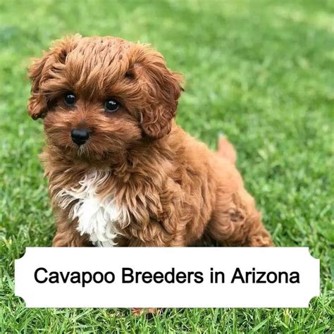 4 Best Cavapoo Breeders in Arizona (2025)