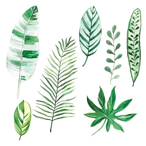 Premium Vector Watercolor Drawing Set Of Tropical Leaves Isolated On