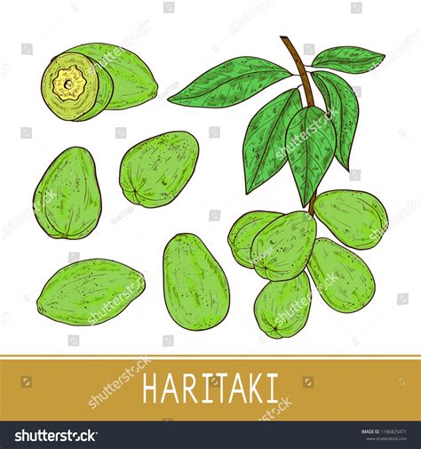 Haritaki Terminalia Chebula Plant Fruit Royalty Free Stock Vector