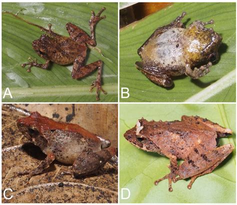 4 Spesies Katak Baru Ditemukan Di Sumatra Biologizone