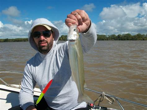 Guia De Pesca En Berisso Altapesca Abril Entre Bogas Y Pejes