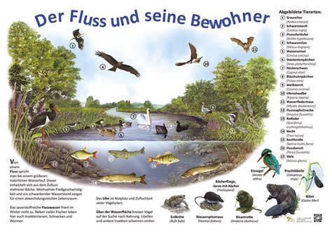 Der Fluss Und Seine Bewohner Kologie Lehrtafeln Natur Im Bild