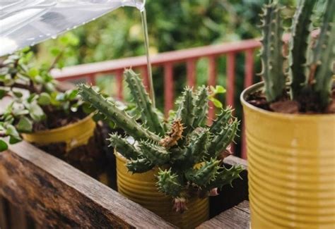 How Often Should You Water A Cactus Plant Gardening Chores