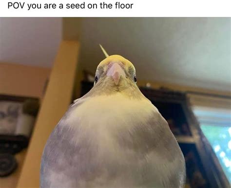 15 Bird Memes To Make You Laugh Before You Go Get That Seed Artofit