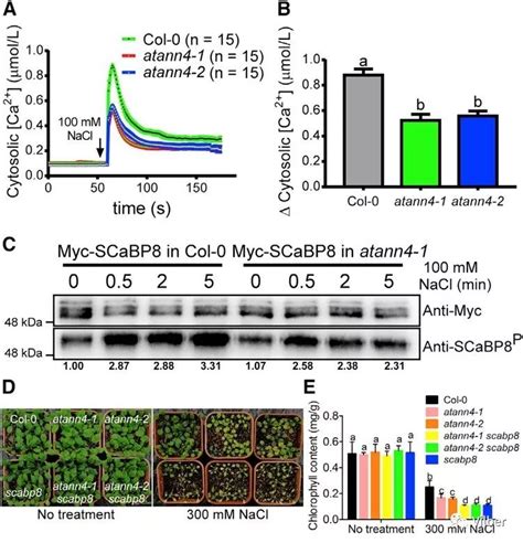 Vilber 实用技巧 磷酸化蛋白检测小妙招 技术前沿 生物在线 Lab On Web