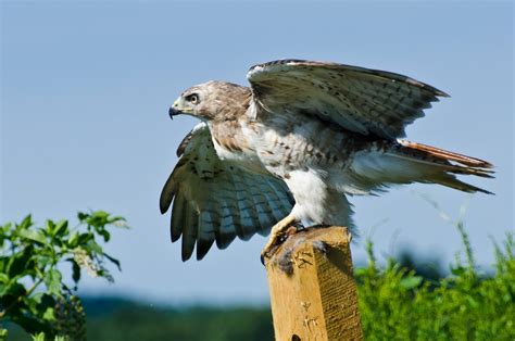 Hawks In Delaware Must See Majestic Raptor Species