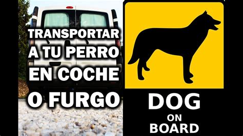 Gu A Definitiva C Mo Llevar Un Perro En Una Furgoneta De Tres Plazas