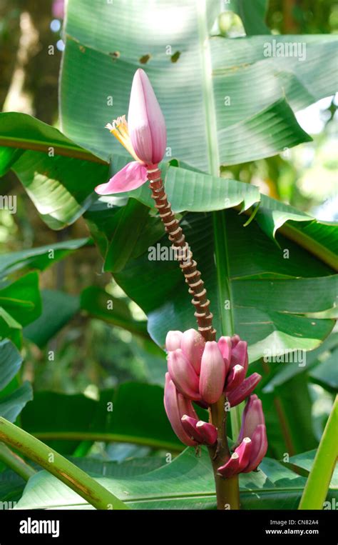 Botanical garden deshaies guadeloupe french hi-res stock photography ...