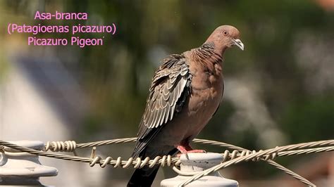 Pomba Asa Branca Patagioenas Picazuro Picazuro Pigeon Pomba CarijÓ