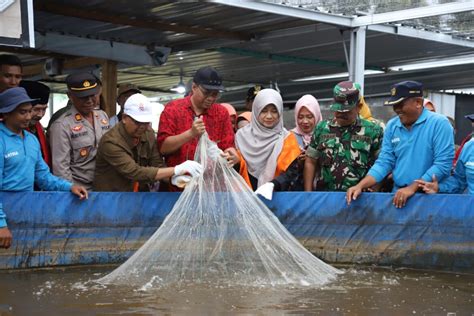 Tumbuhkan Dunia Usaha Gubernur Apresiasi Panen Perdana Udang Vaname