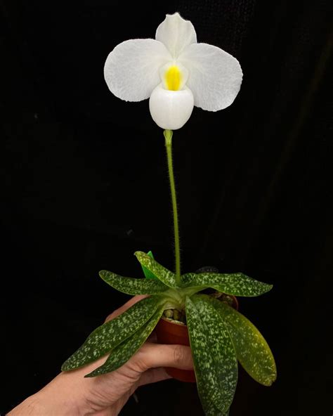 Another Year Another Spike Paph Delenatii Var Alba R Orchids