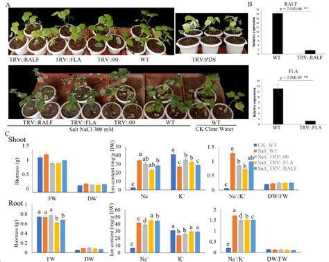 Phenotype observed in the silenced plants with the TRV: 00 empty ...