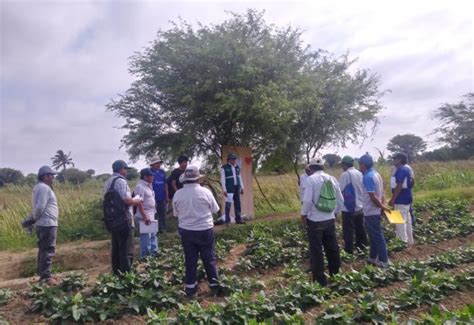 Minagri Promueve La Implementación De Buenas Prácticas Agrícolas En La