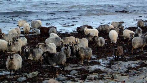 Caithness CWS - History - Articles - North Ronaldsay Sheep - Sheep On The Rocks