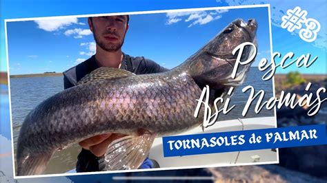 Buscando Las Tarariras Tornasoles Con Mi Amigo De Pesca Colonia Pesca