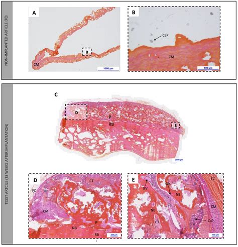 Histological Assessment Of The Non Implanted Article And After 13 Weeks