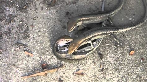 Garden Skink Ménage à Trois Youtube