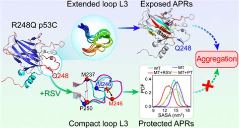 Elucidating The Mechanisms Of R Q Mutation Enhanced P Aggregation