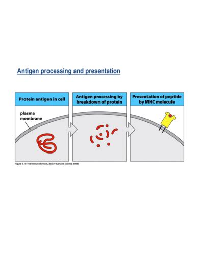 E Lecture Antigen Processing And Presentation Flashcards Quizlet