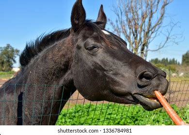 1,012 Horse Eat Carrot Images, Stock Photos & Vectors | Shutterstock