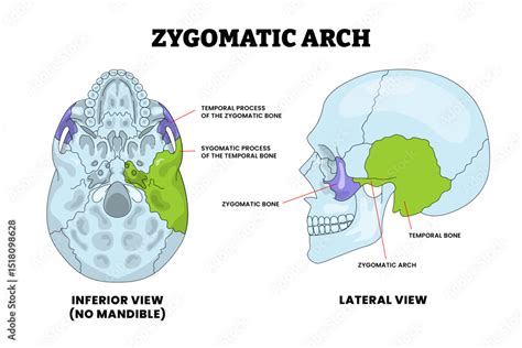 Zygomatic Arch Bone Human Skull Bone Structure Anatomy Diagram With