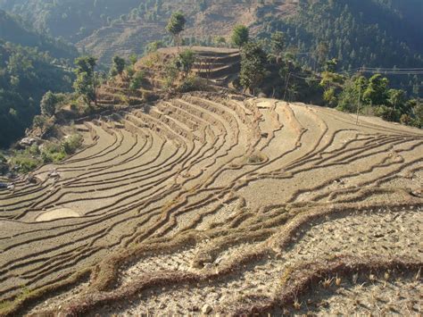 4 Organizations Supporting Agriculture in Nepal - The Borgen Project