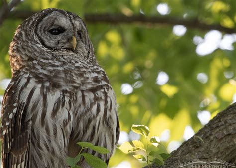 Early Morning Adult Barred Owl Portrait Mia Mcpherson S On The Wing Photography