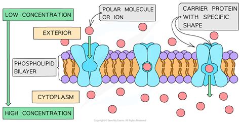 Cie A Level Biology Active Transport