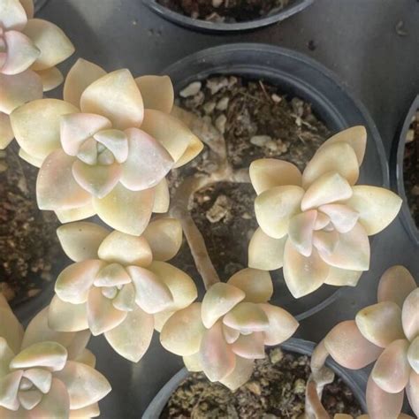 Pachyphytum Apricot Beauty Clustering China Wholesale Succulent