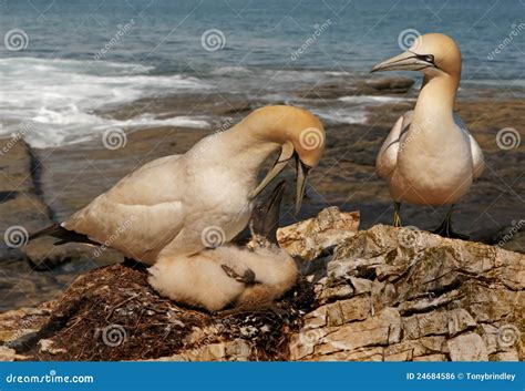 Gannet Feeding her Chick stock photo. Image of bird, nature - 24684586