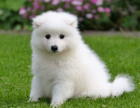 JAPANESE SPITZ PUPPIES | in Aberdeen | Gumtree