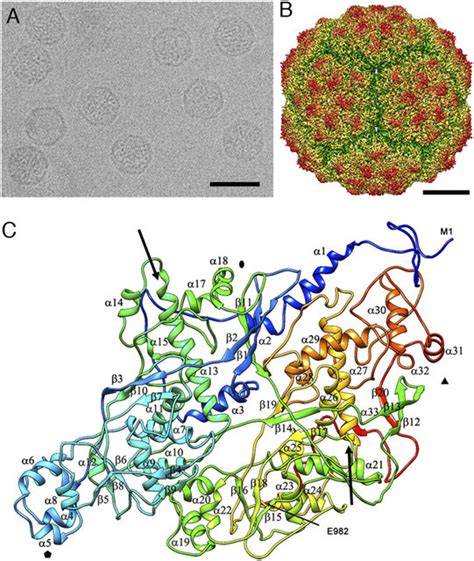 Three Dimensional Cryo Em Reconstruction Of Pcv Virions At A Resolution