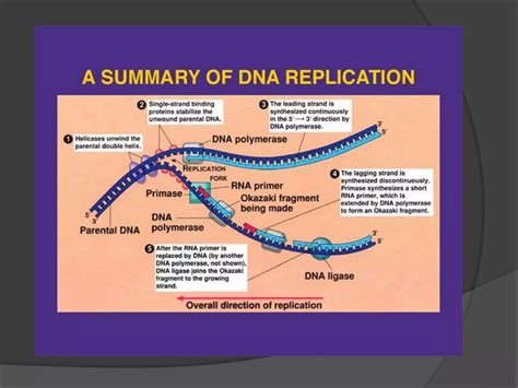 Genetics And Periodontal Diseasepptx