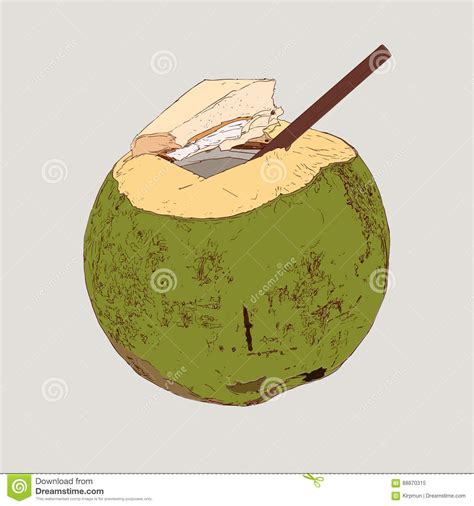 Coconut Water Drink Green Coconut Vector Stock Vector Illustration