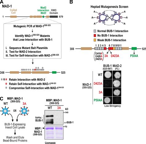 Unbiased And Targeted Mutagenesis Of The MAD 1 Coiled Coil A