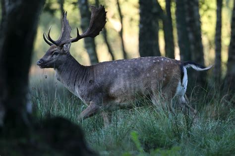 Här Sköts De Största Dovhjortarna Svensk Jakt