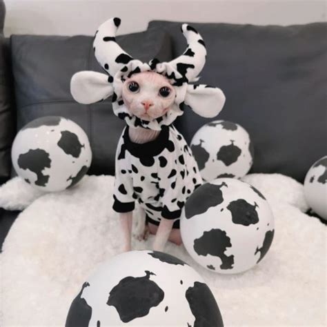 Cow Cat Costume | Sphynx Cat Cow Shirt, Cat and Cow Clothing