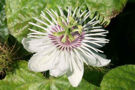 Passiflora Foetida