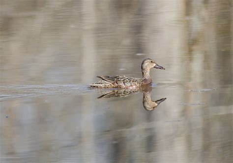 Blue Winged Teal Gliding Ilze Long Flickr