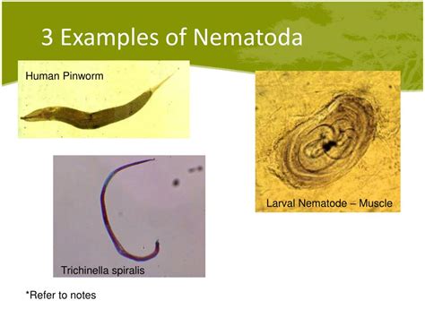 Phylum Nematoda Examples