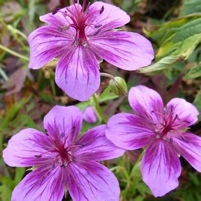 Siberische Ooievaarsbek Geranium Soboliferum Starman