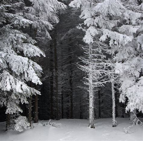 Spruce Tree Forest Covered by Snow in Winter Landscape Stock Photo ...