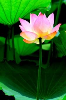 Розов лотос за хармония и мъдрост