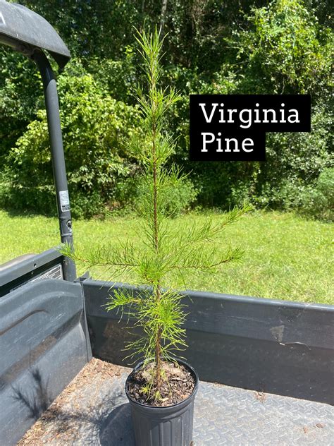 Pinus Virginiana Virginia Pine Mail Order Natives